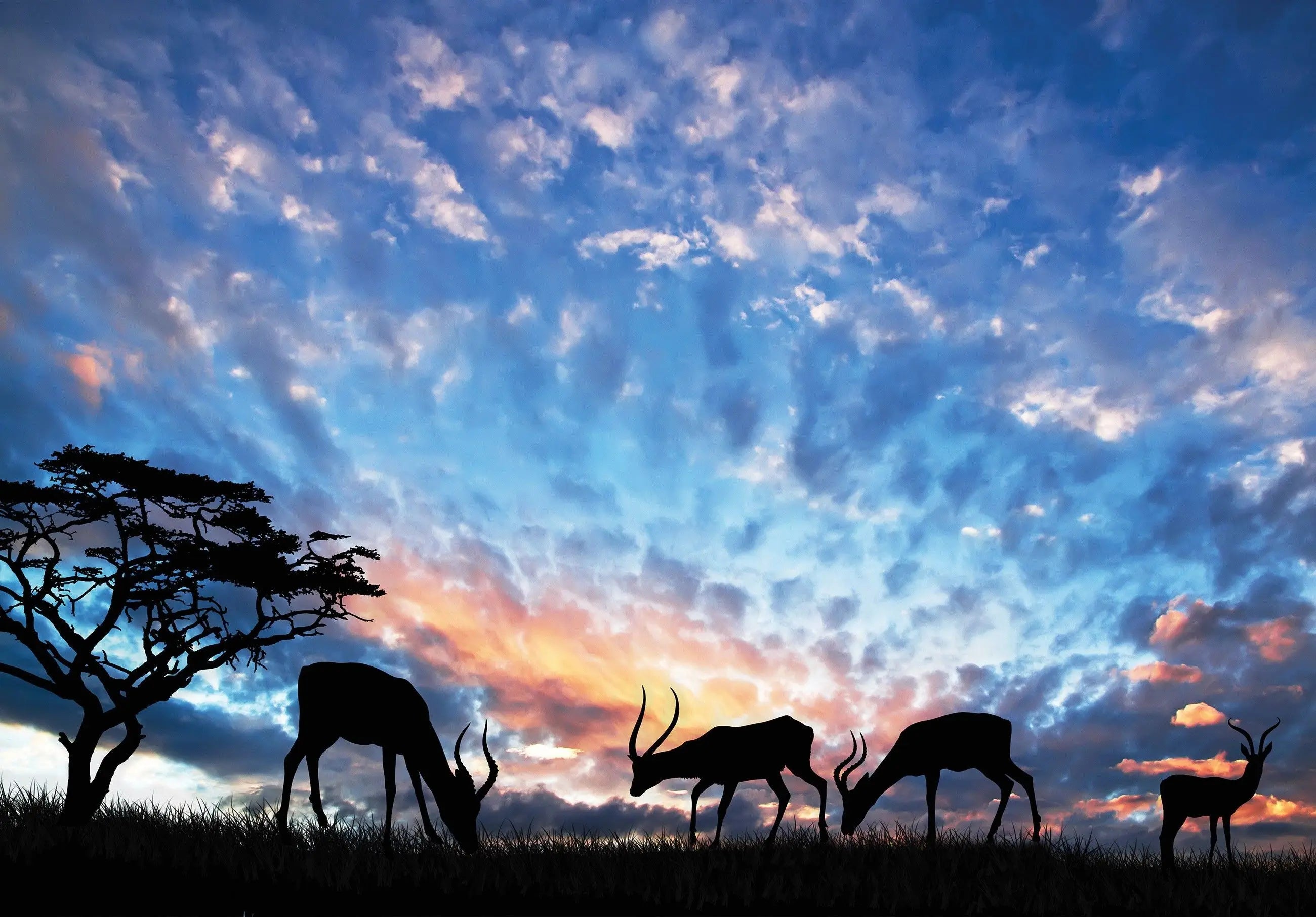 Billede 1 af Fototapet - Silhuetter af antiloper og akacietræer i solnedgang