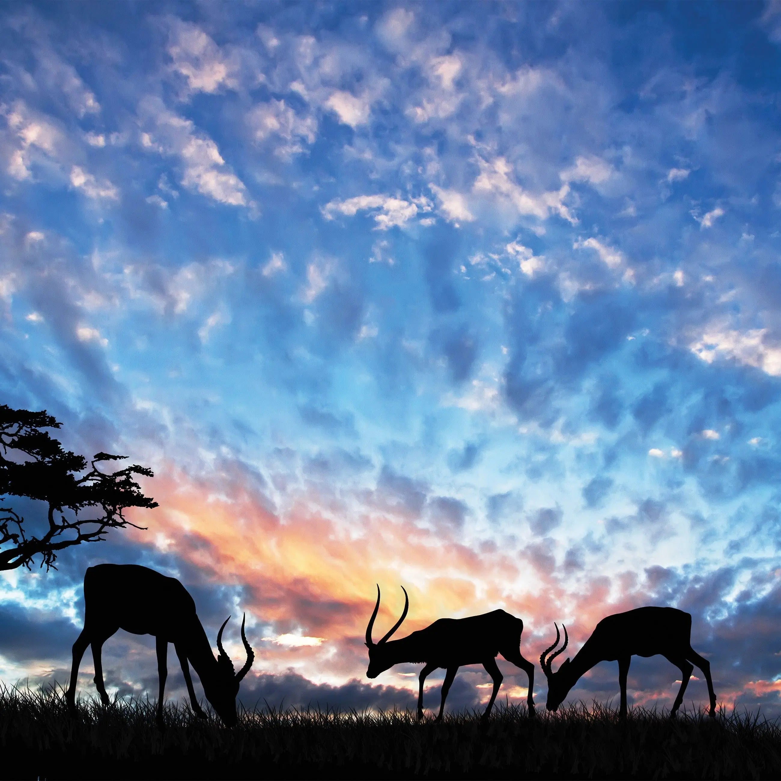 Billede 7 af Fototapet - Silhuetter af antiloper og akacietræer i solnedgang