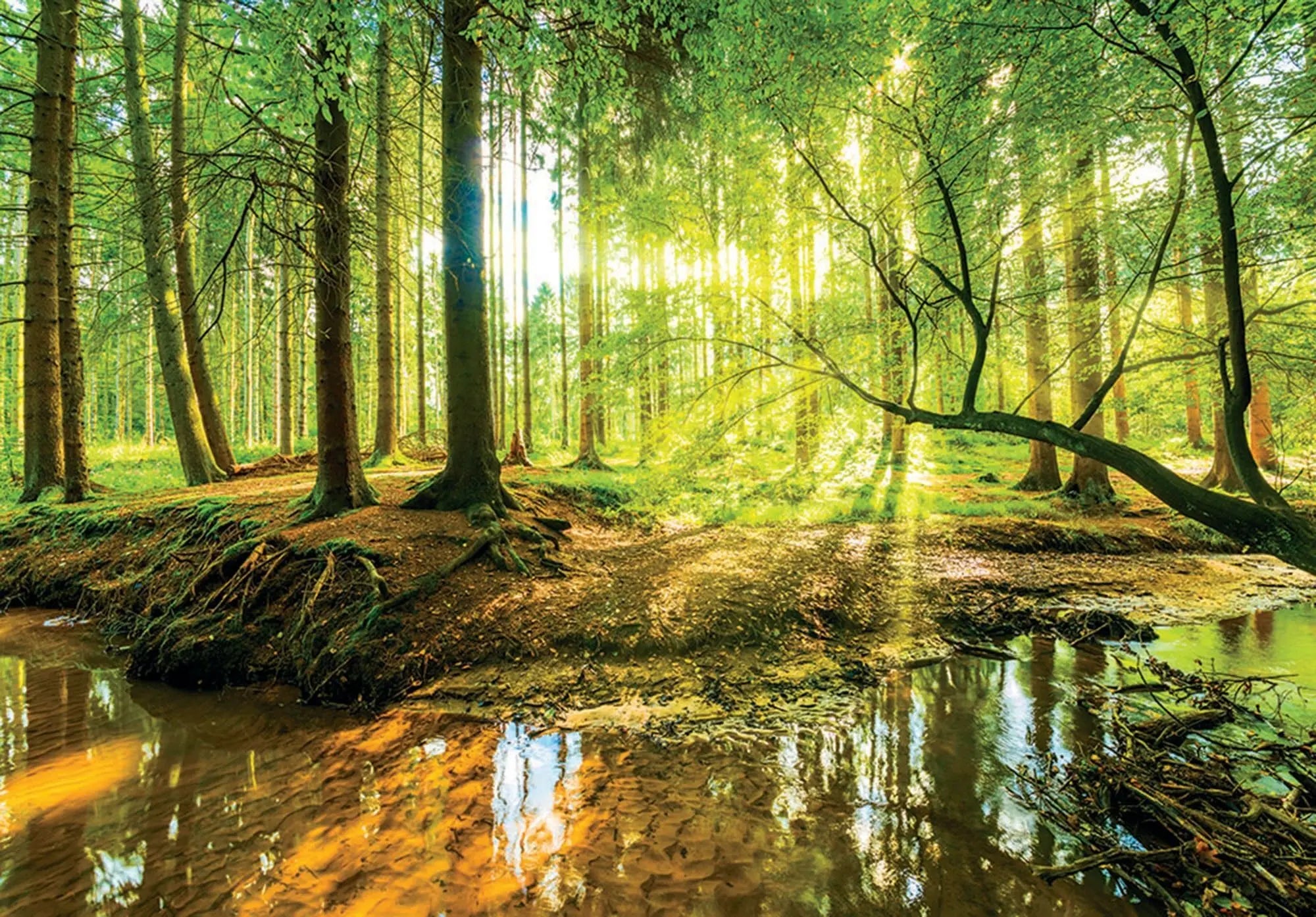 Billede 1 af Fototapet - Solbeskinnet skov med vandløb