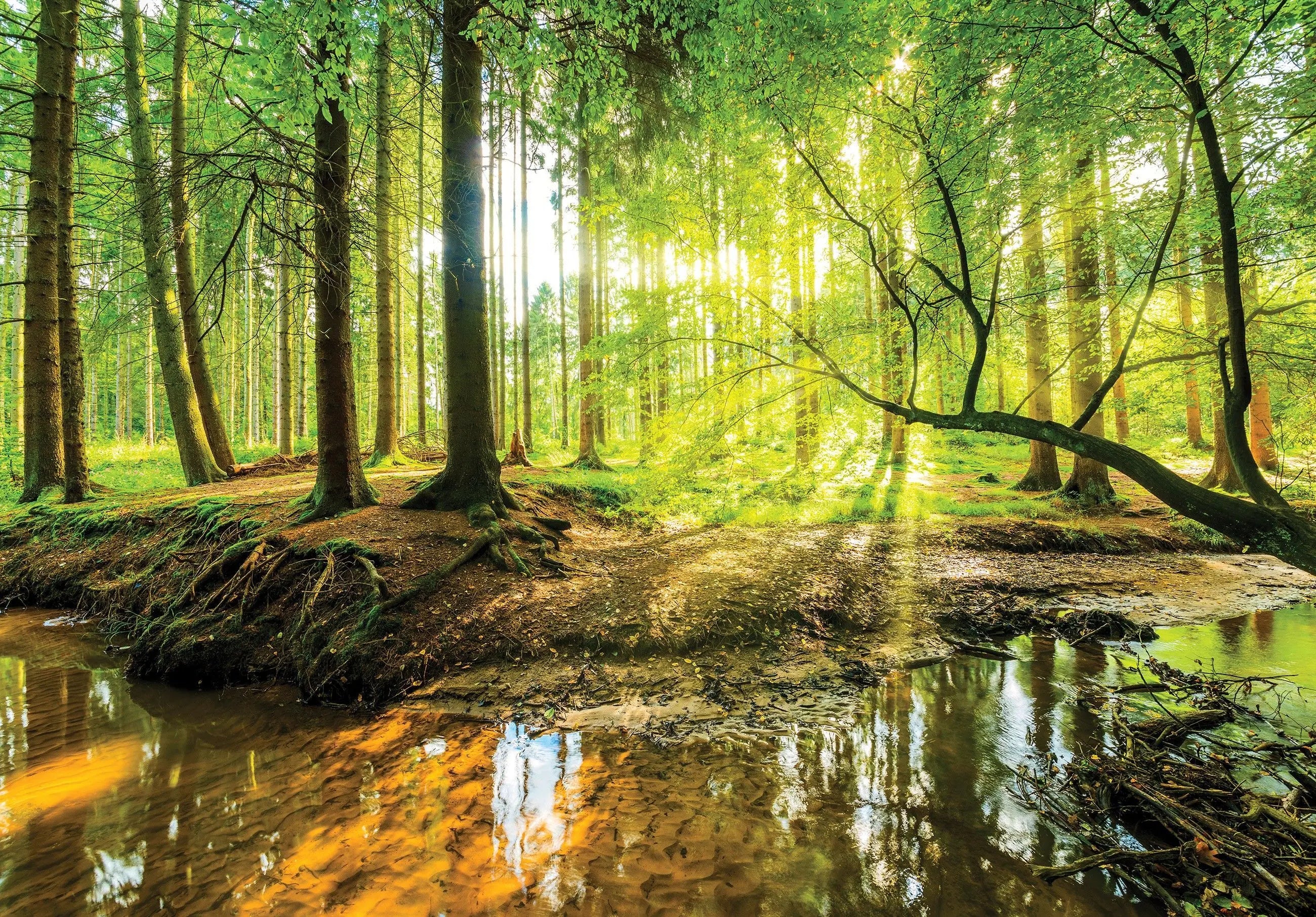 Billede 2 af Fototapet - Solbeskinnet skov med vandløb