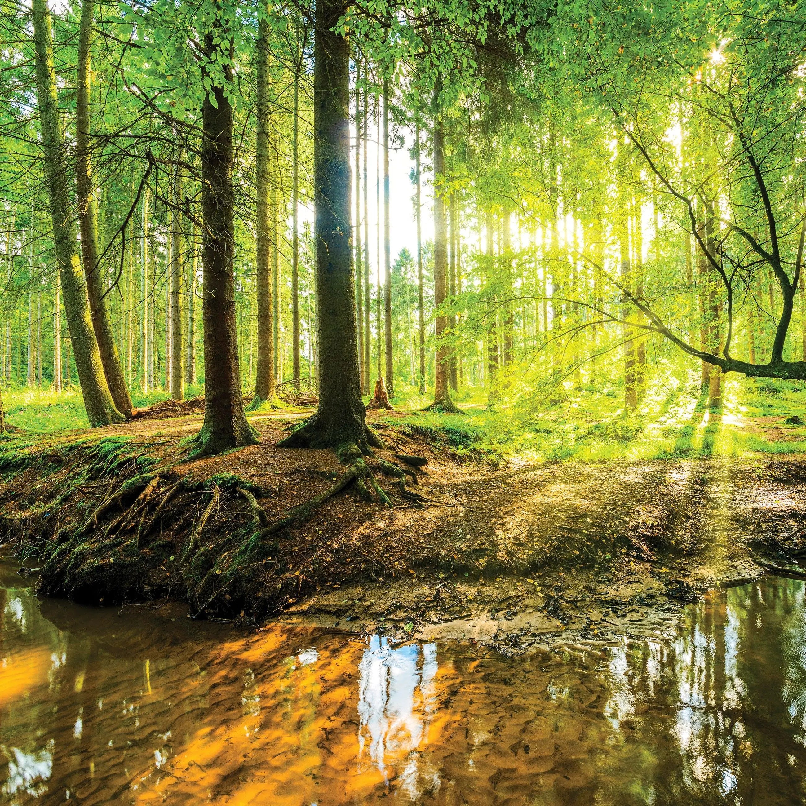 Billede 8 af Fototapet - Solbeskinnet skov med vandløb