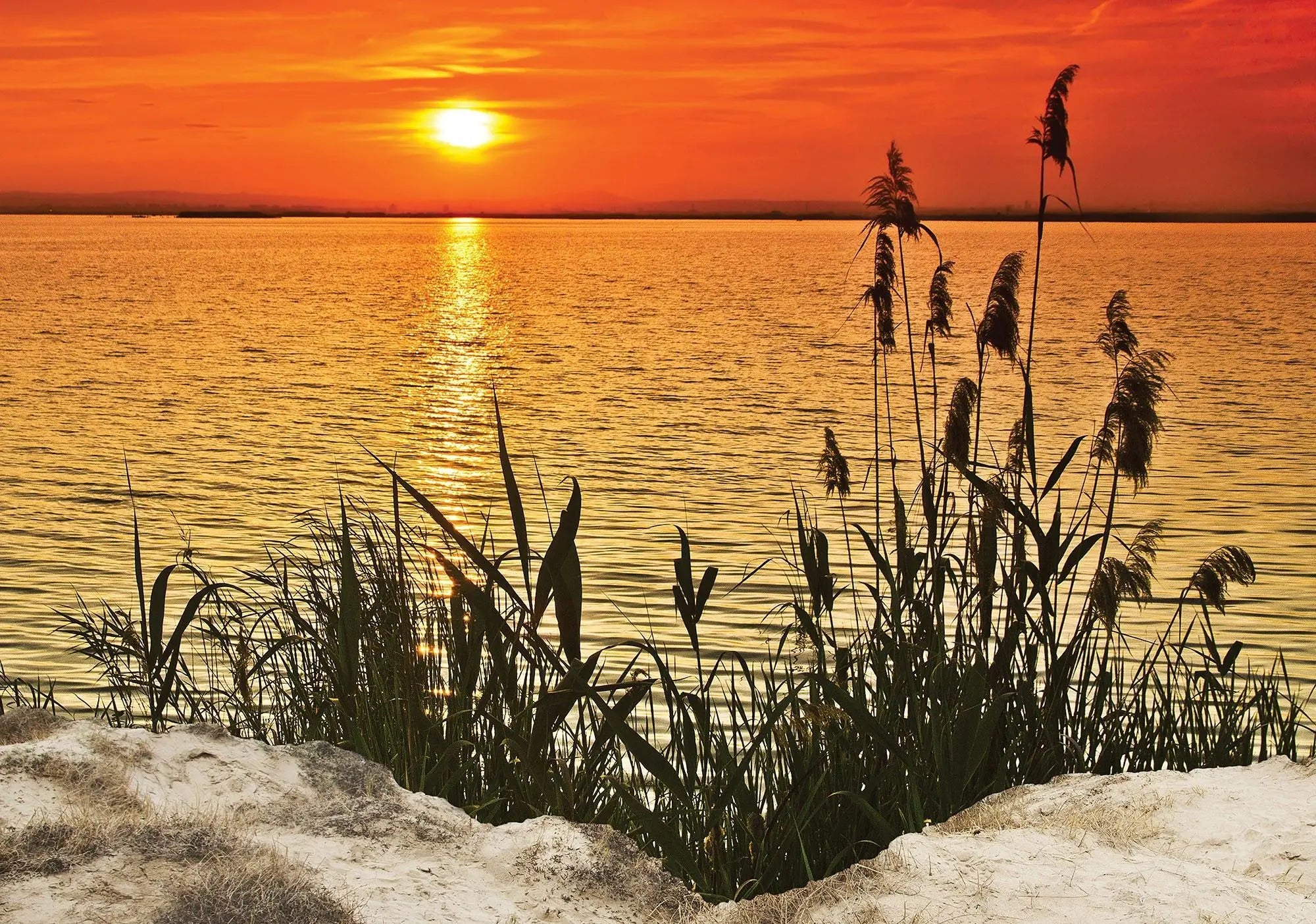 Billede 1 af Fototapet - Solnedgang over sø med siv i forgrunden