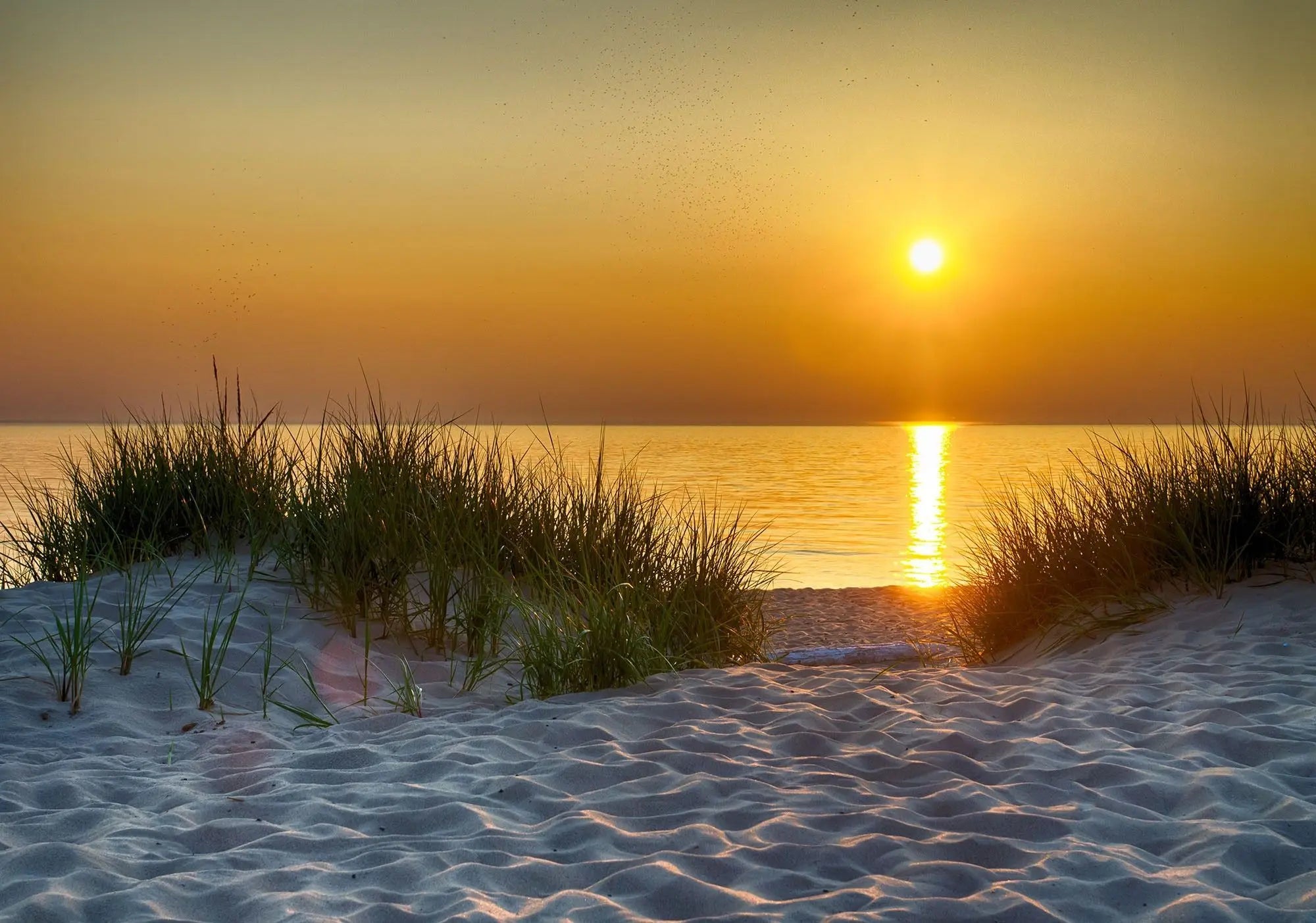 Billede 1 af Fototapet - Solnedgang over strand med græstuer