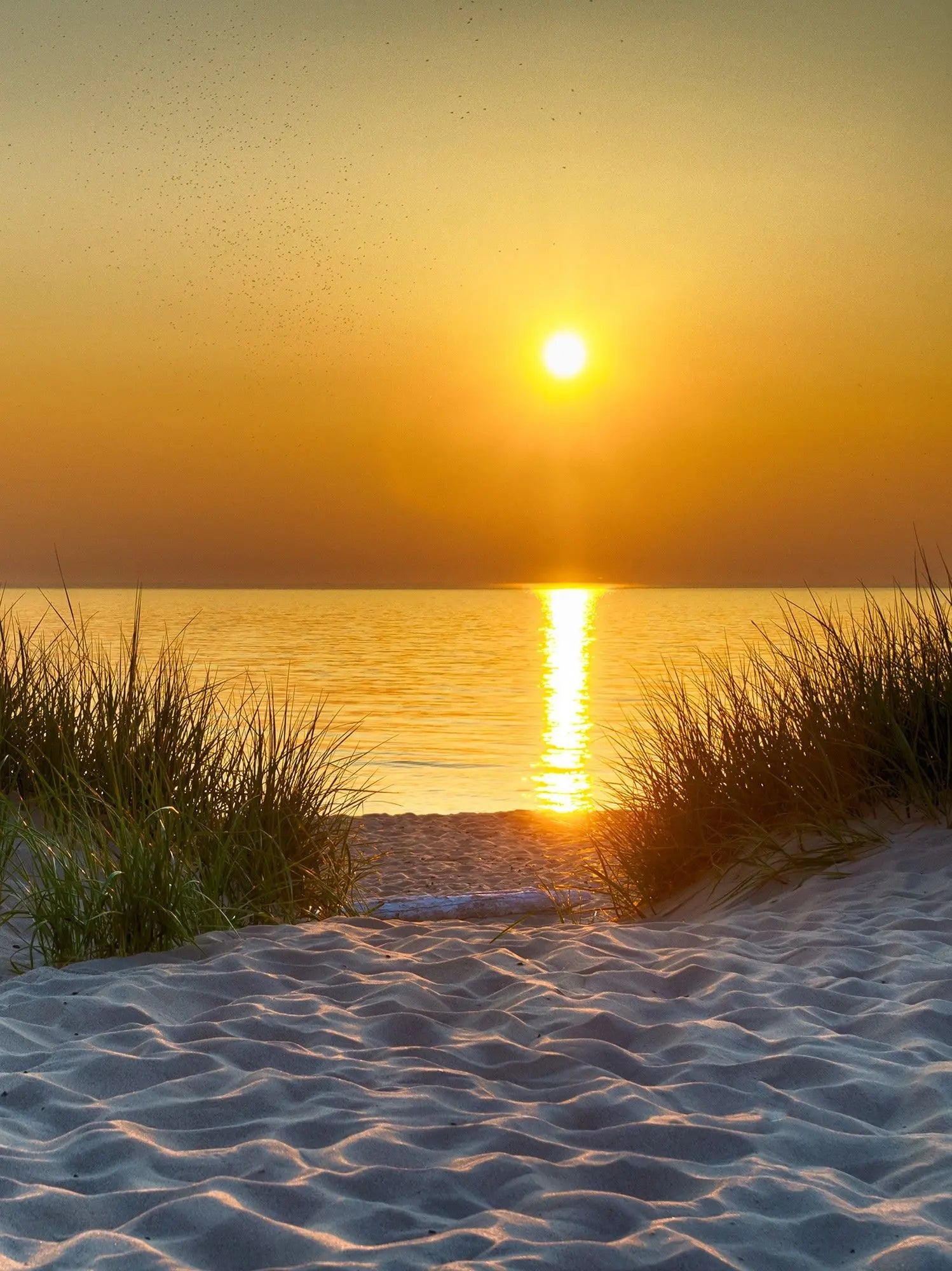 Billede 19 af Fototapet - Solnedgang over strand med græstuer