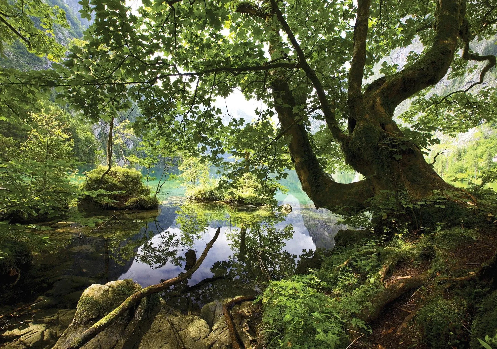 Billede 1 af Fototapet - Stor grøn skov ved en sø med reflekterende vand