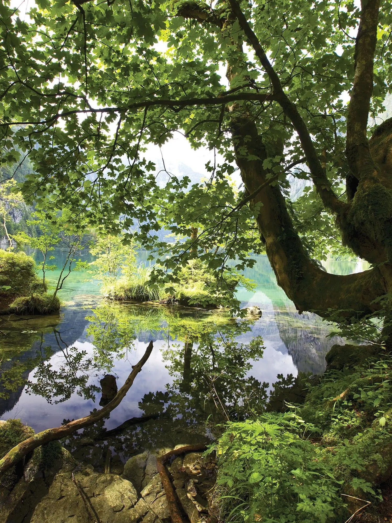 Billede 8 af Fototapet - Stor grøn skov ved en sø med reflekterende vand