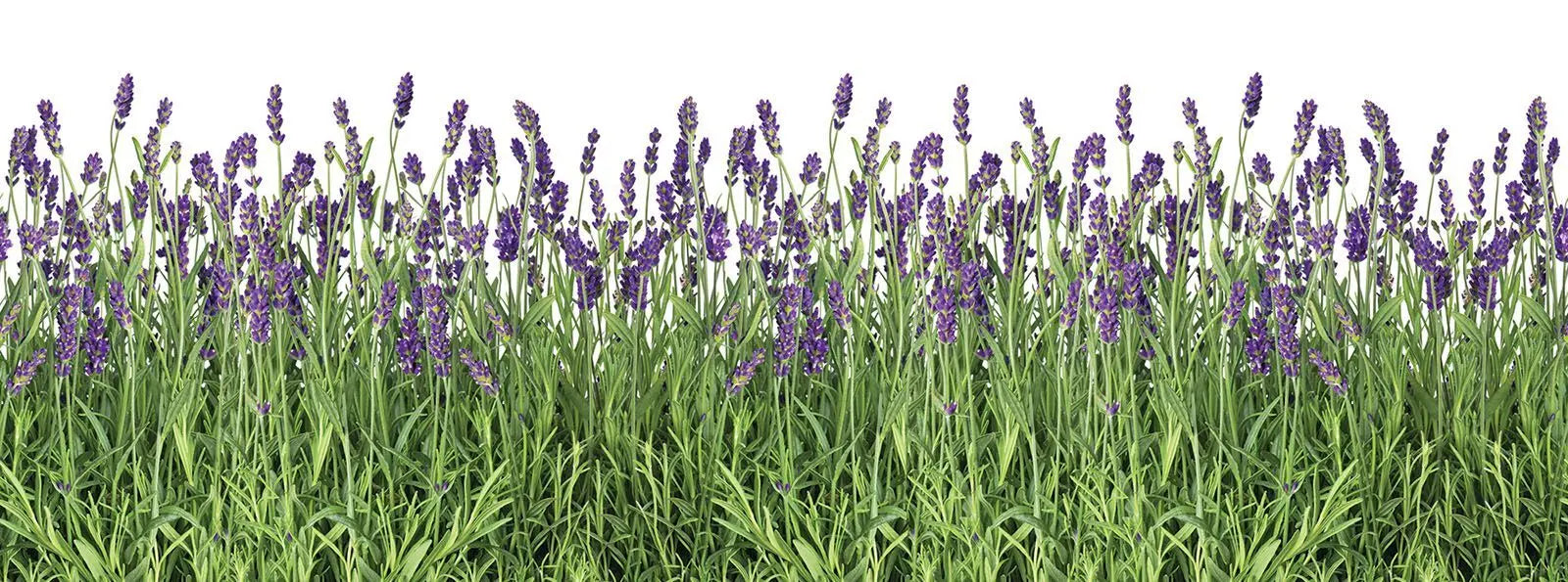 Billede 1 af Fototapet - Stribe af lilla lavendelblomster med grønne stilke