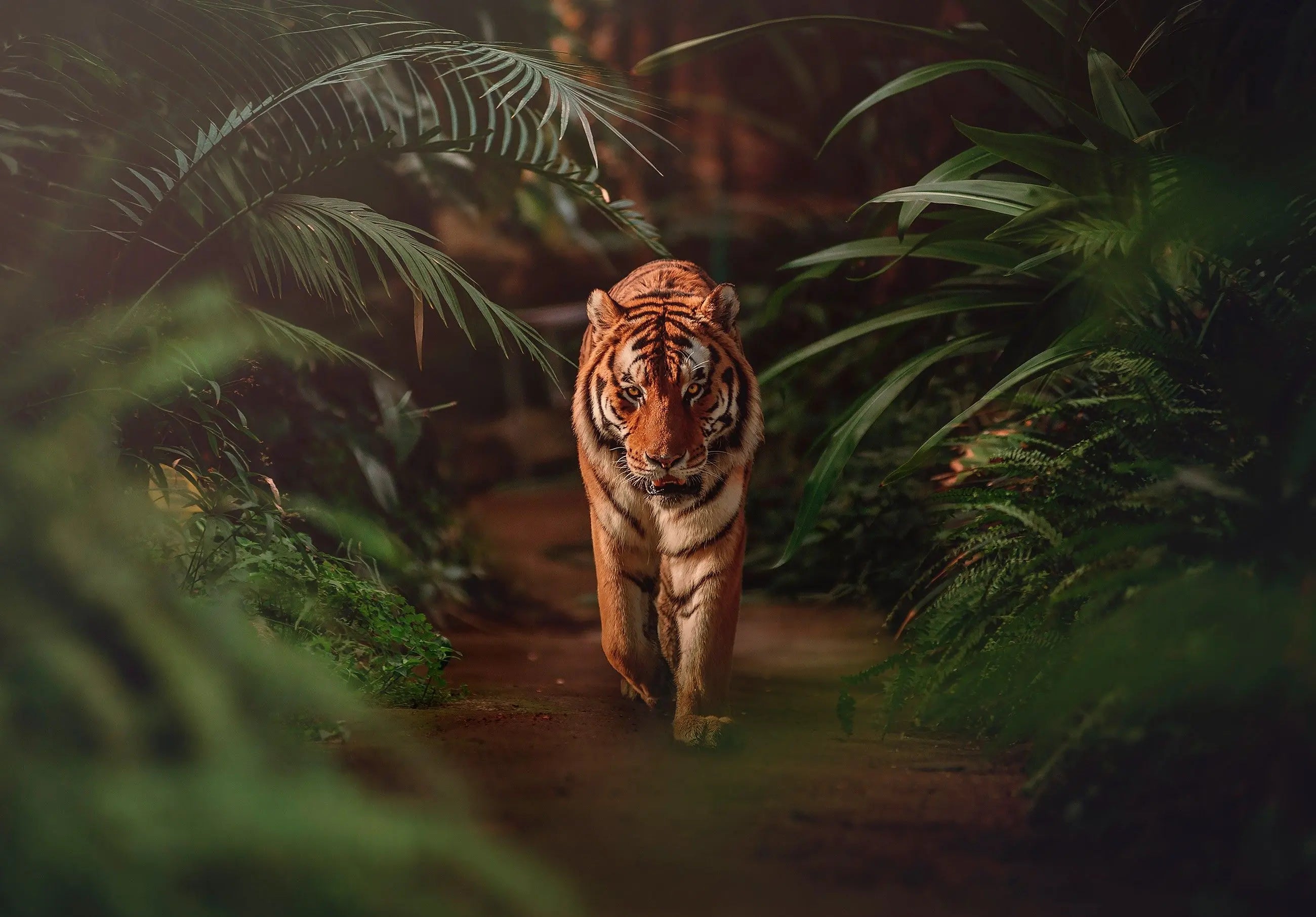 Billede 1 af Fototapet - Tiger i tæt junglevegetation