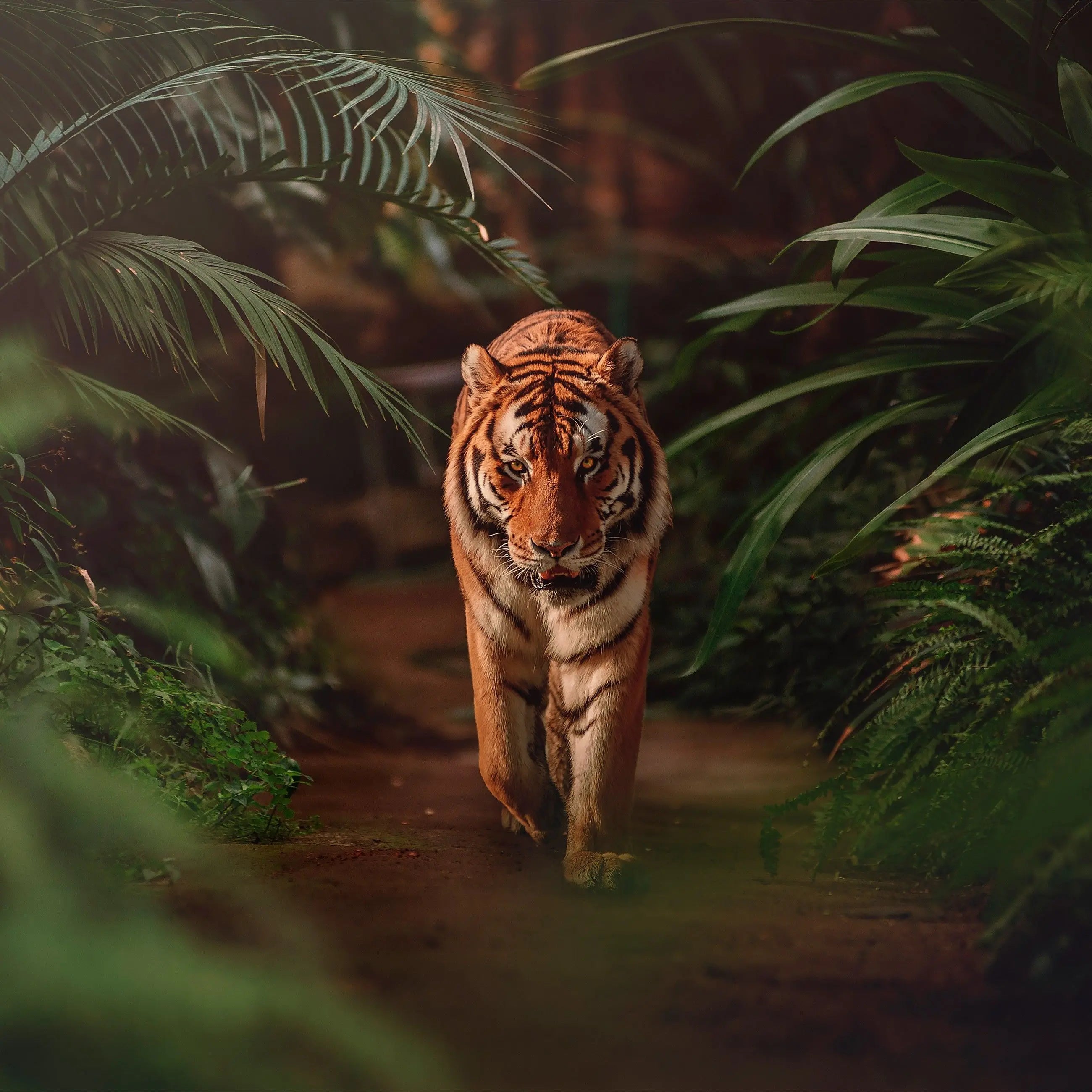 Billede 7 af Fototapet - Tiger i tæt junglevegetation