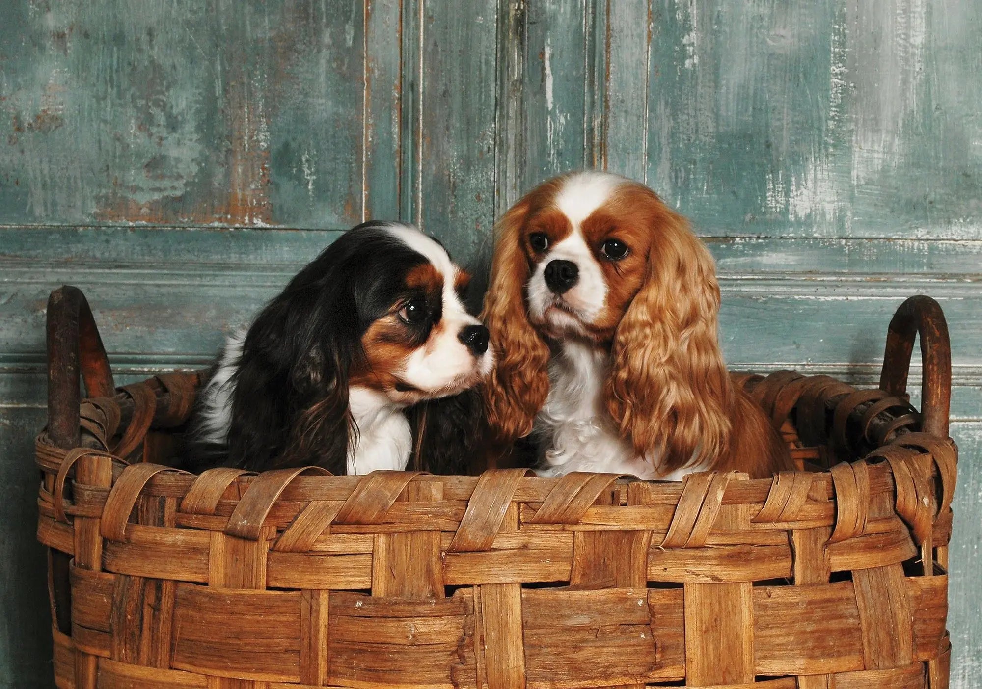 Billede 1 af Fototapet - To cavalier king charles spaniels i flettet kurv