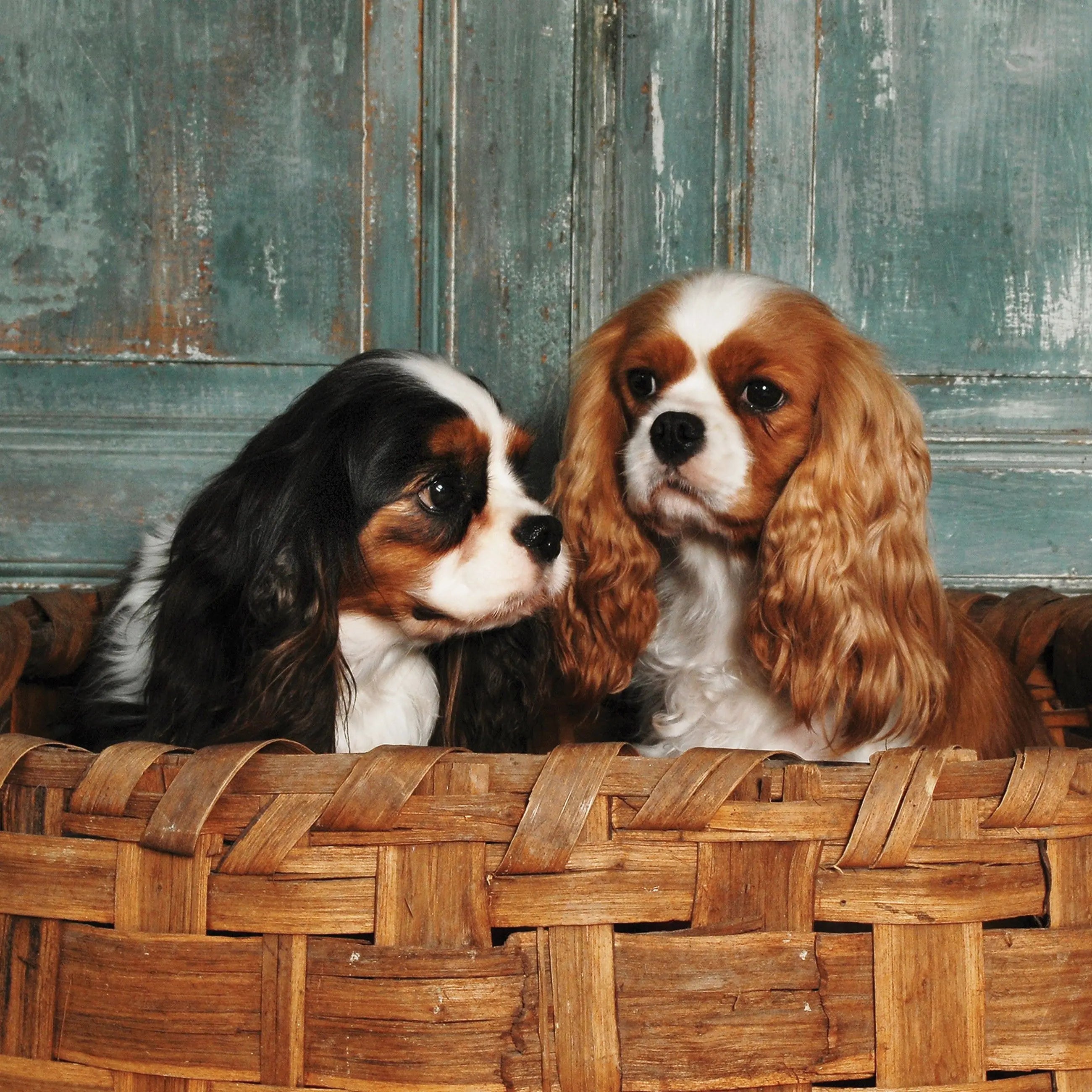 Billede 10 af Fototapet - To cavalier king charles spaniels i flettet kurv