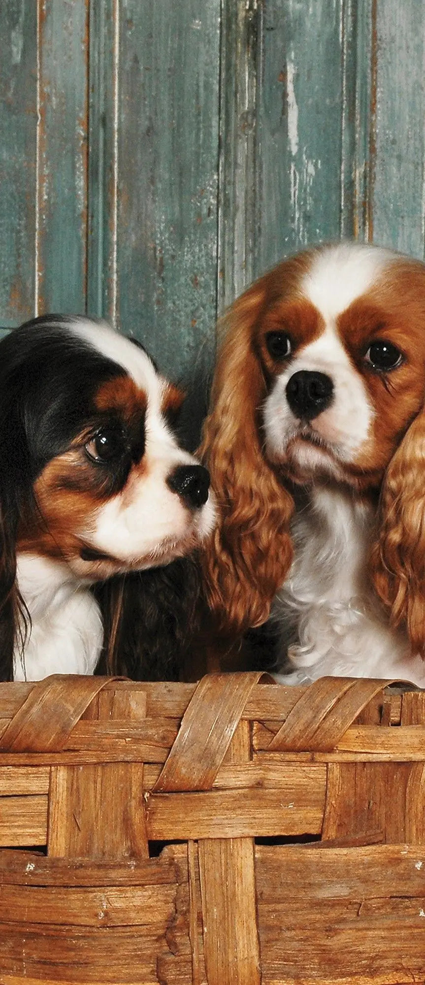 Billede 11 af Fototapet - To cavalier king charles spaniels i flettet kurv