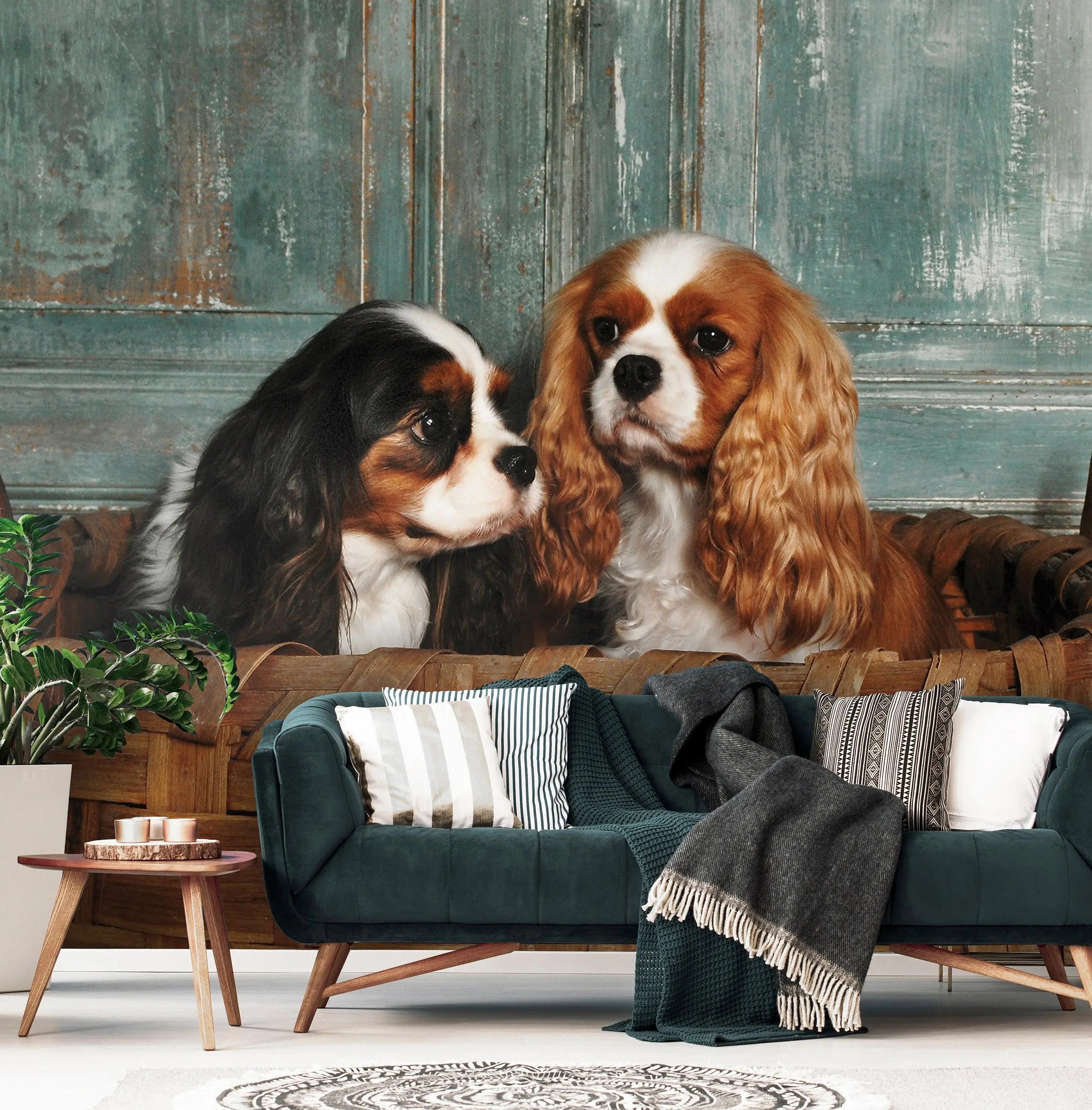 Billede 9 af Fototapet - To cavalier king charles spaniels i flettet kurv