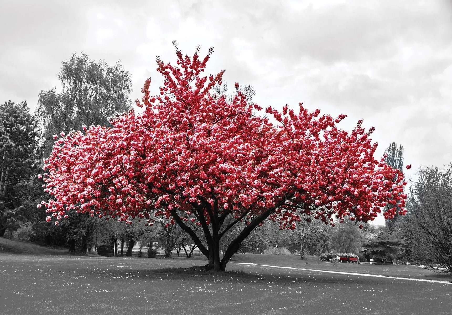 Billede 1 af Fototapet - Træ med lyserøde blomster i park