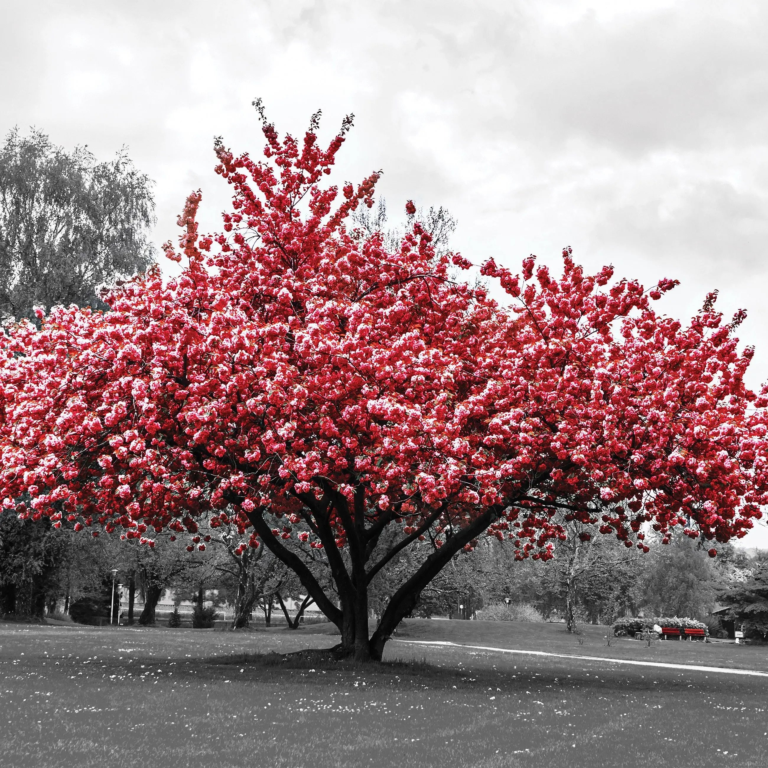 Billede 15 af Fototapet - Træ med lyserøde blomster i park