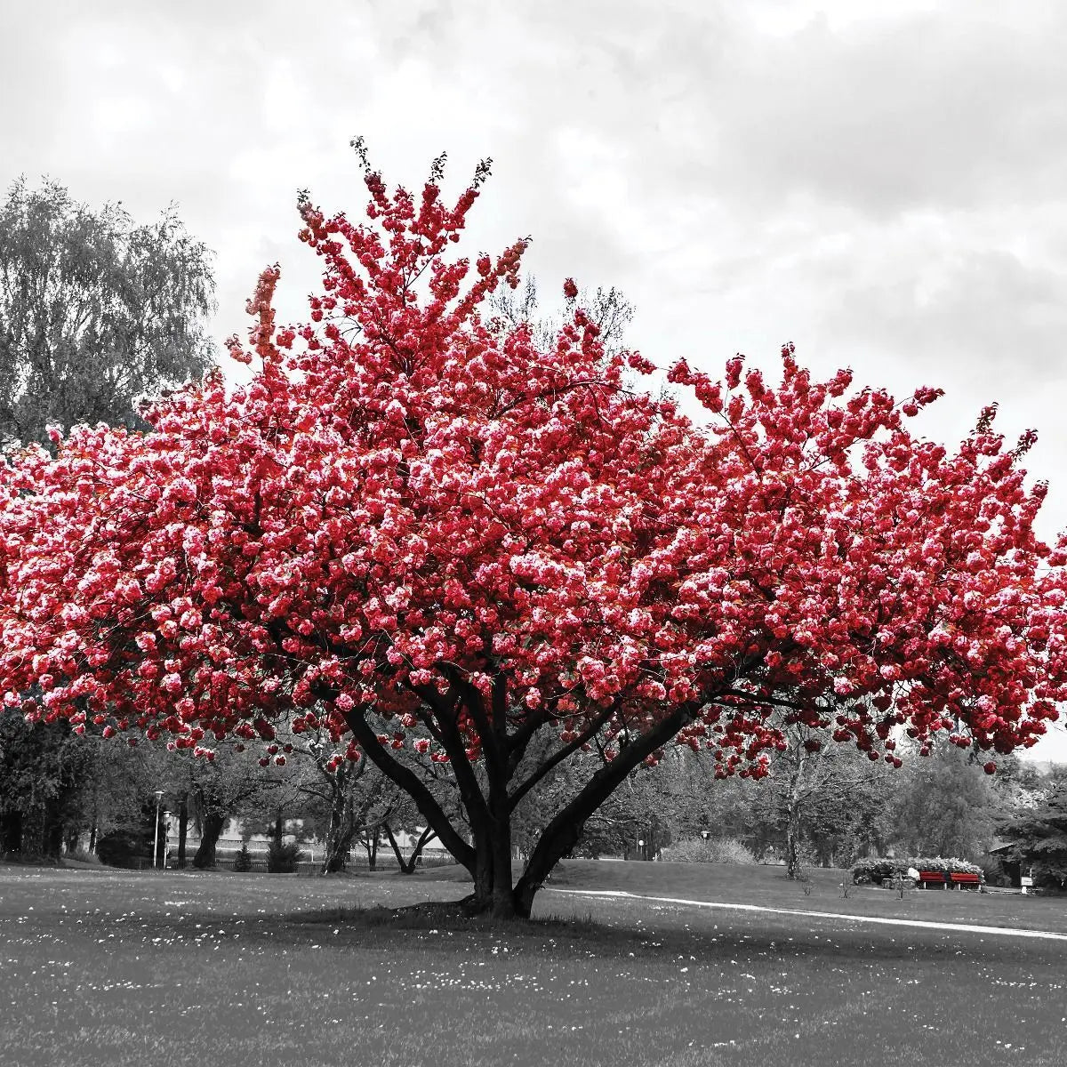 Billede 7 af Fototapet - Træ med lyserøde blomster i park