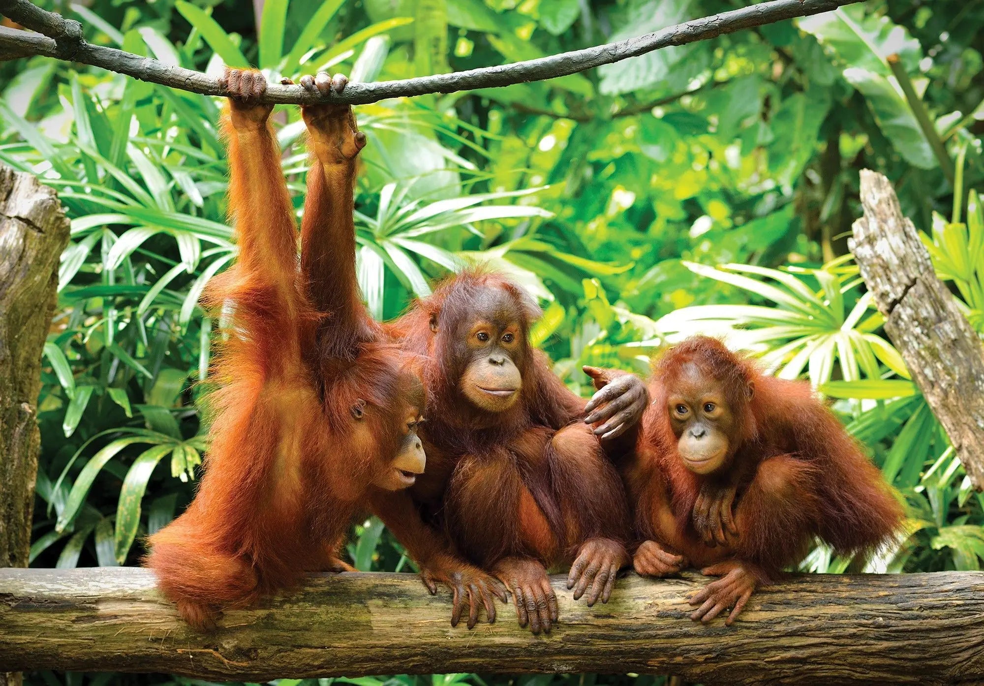 Billede 1 af Fototapet - Tre unge orangutanger i tropisk skov