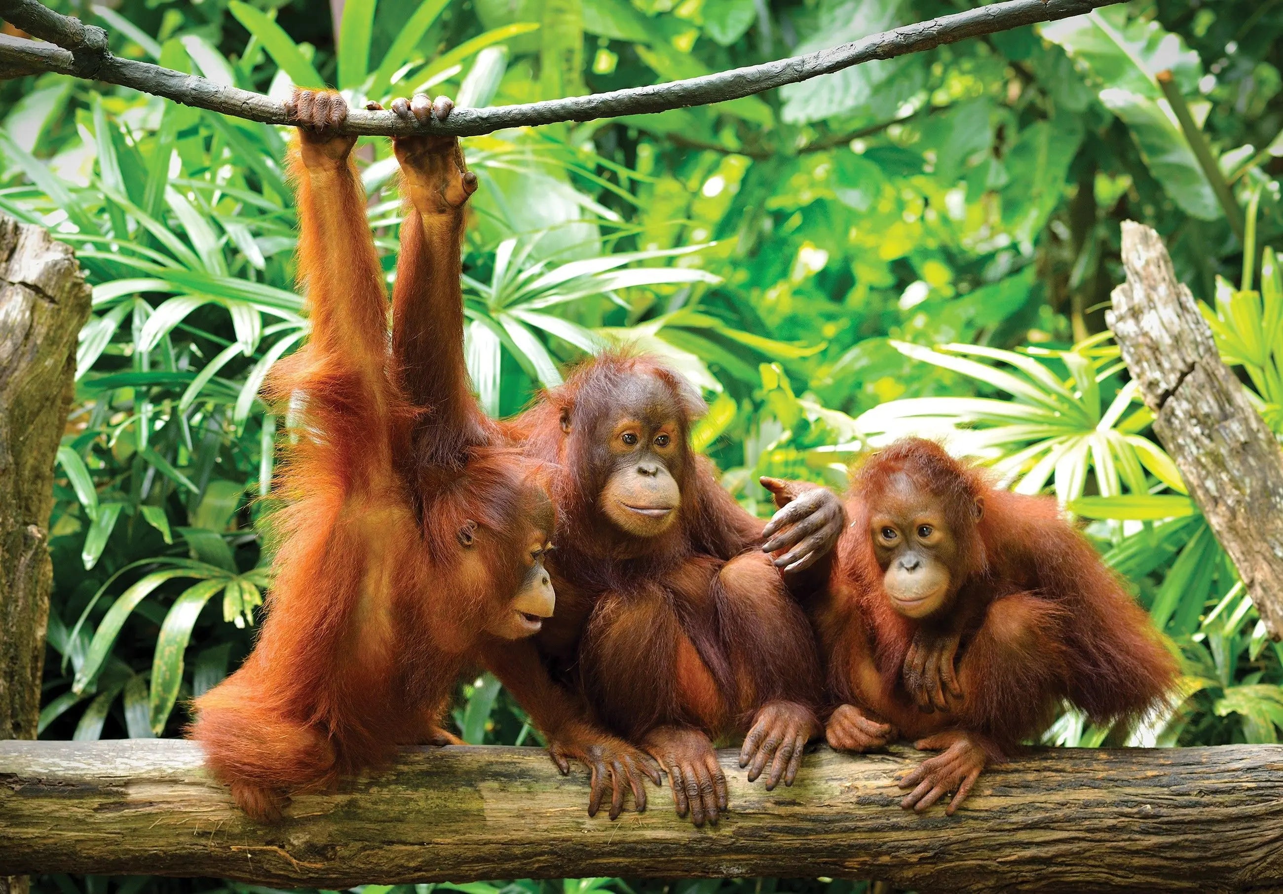 Billede 3 af Fototapet - Tre unge orangutanger på træstamme i tropisk skov