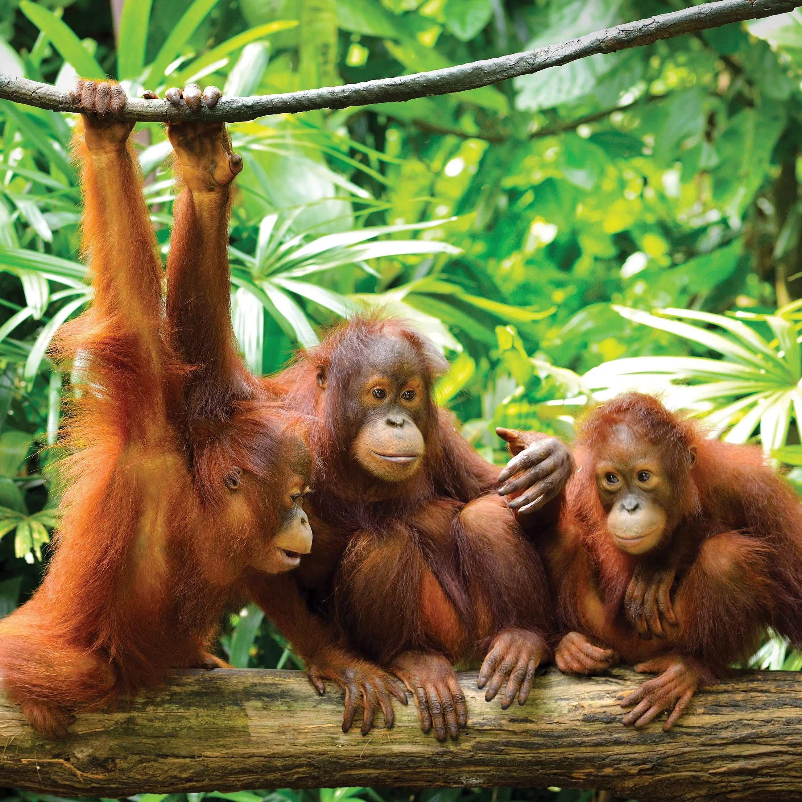 Billede 9 af Fototapet - Tre unge orangutanger på træstamme i tropisk skov