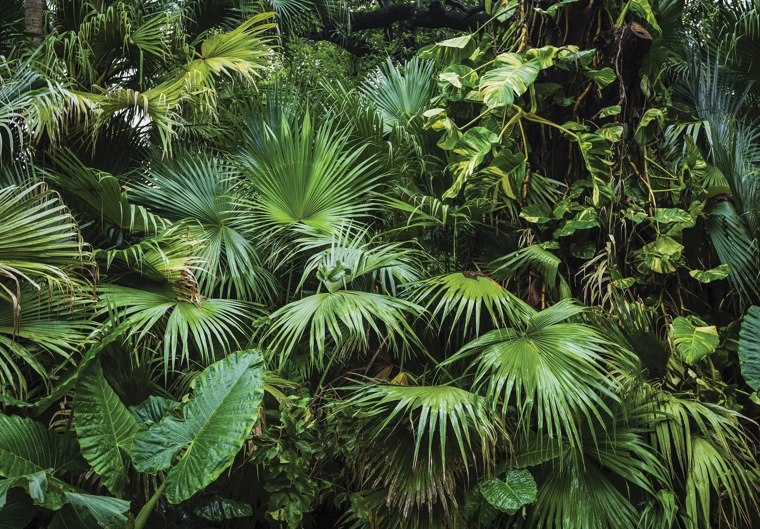 Billede 1 af Fototapet - Tropisk jungle med tætte grønne palmeblade