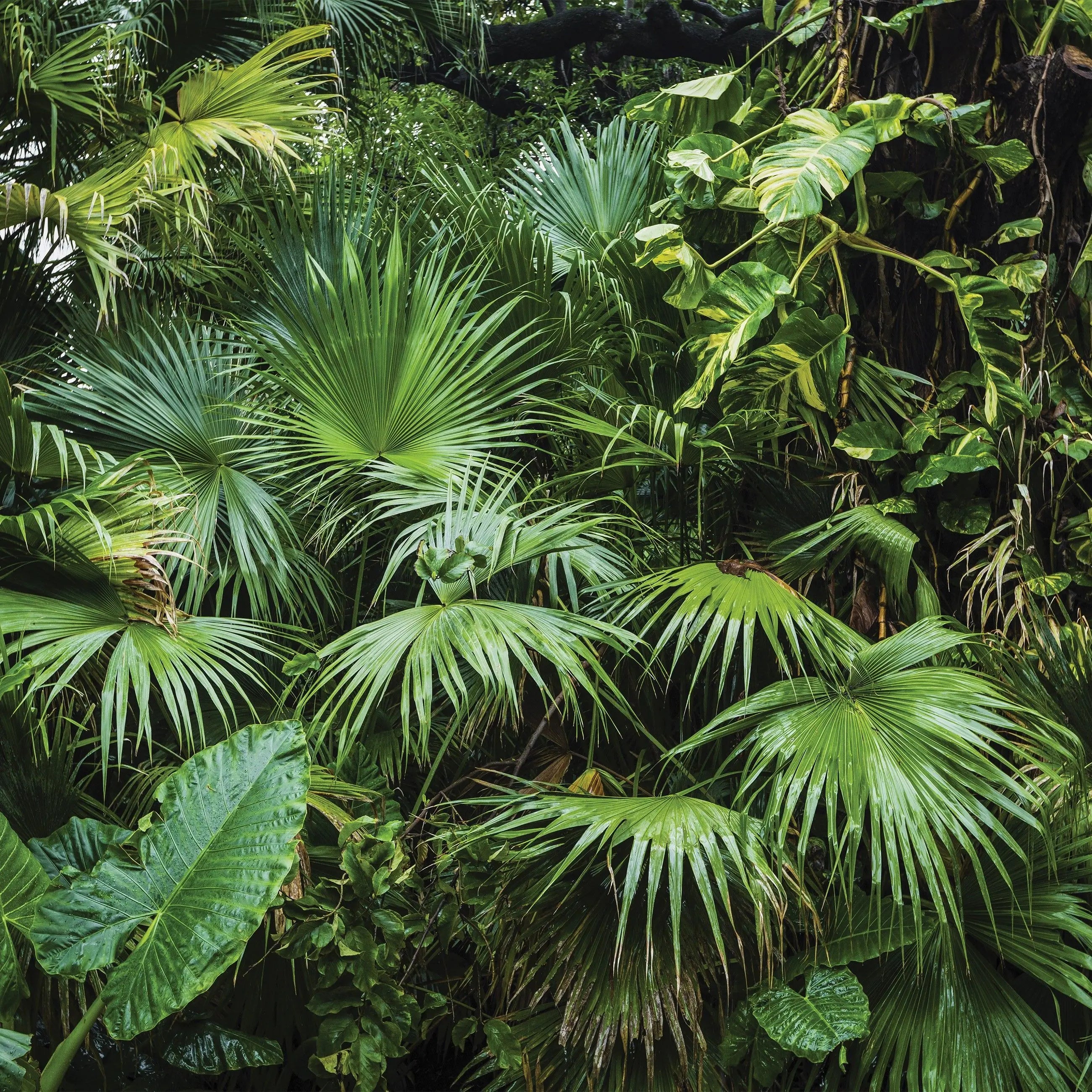 Billede 10 af Fototapet - Tropisk jungle med tætte grønne palmeblade