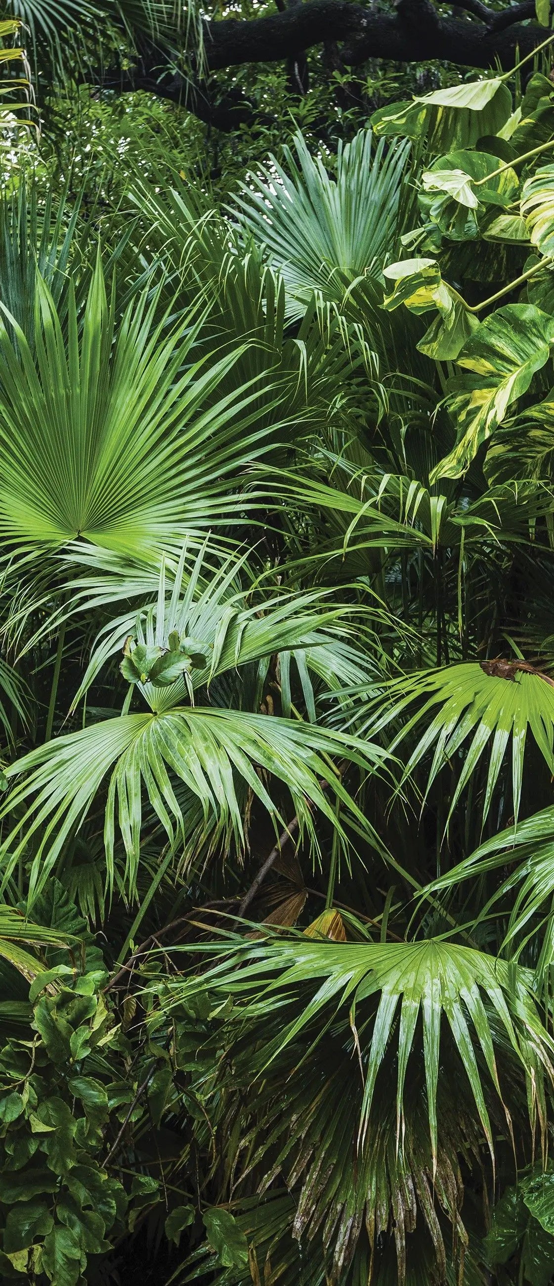 Billede 3 af Fototapet - Tropisk jungle med tætte grønne palmeblade