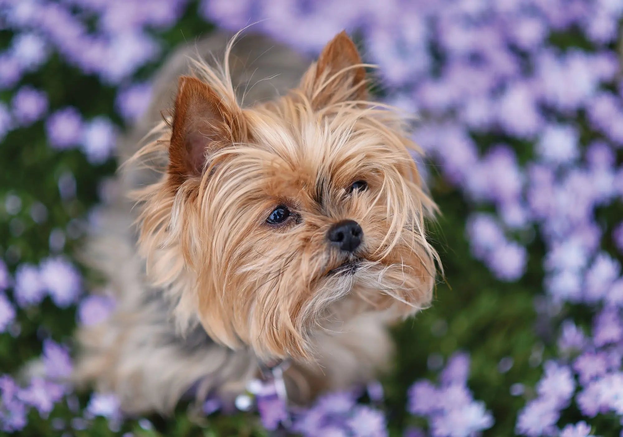 Billede 1 af Fototapet - Yorkshire terrier blandt lilla blomster