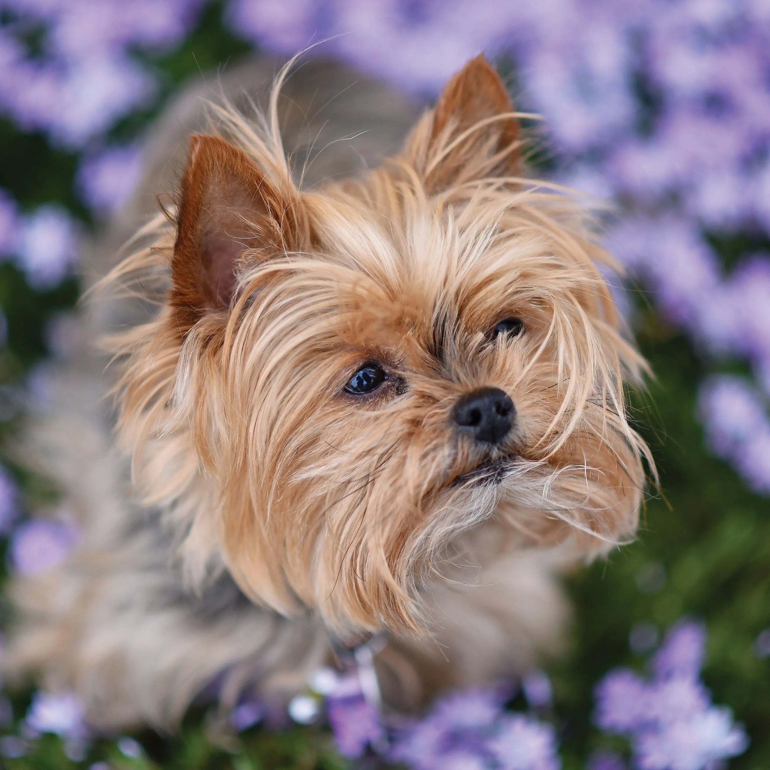 Billede 10 af Fototapet - Yorkshire terrier blandt lilla blomster