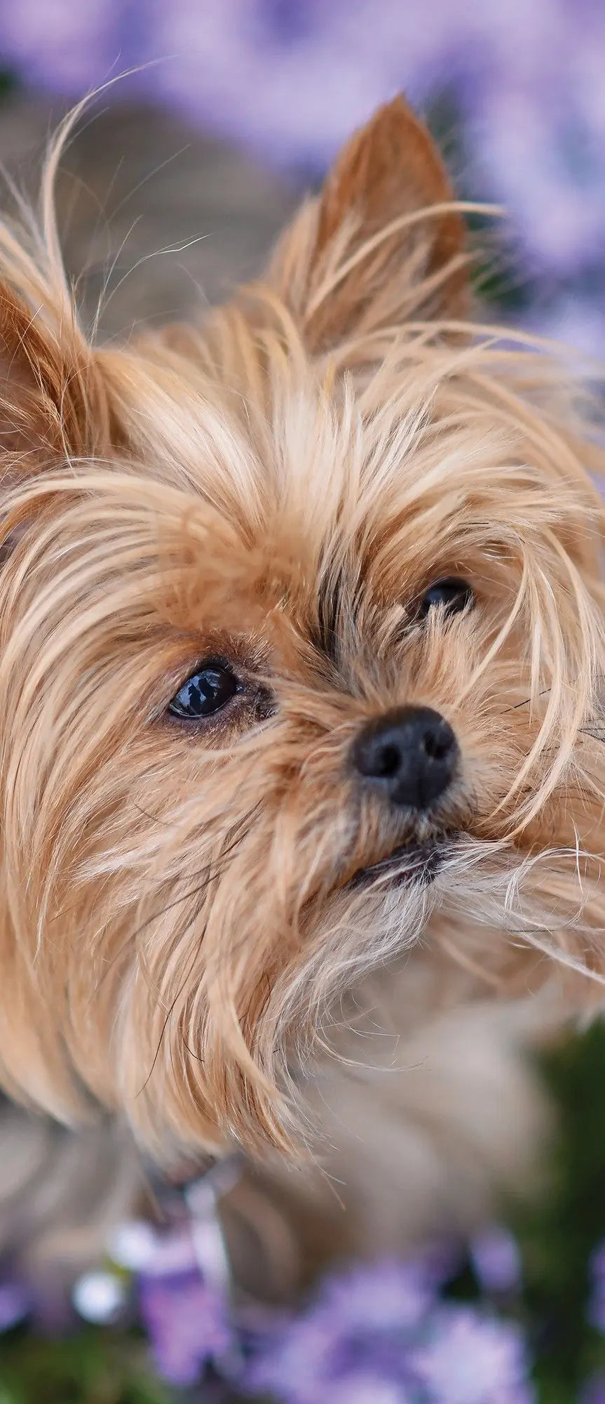 Billede 11 af Fototapet - Yorkshire terrier blandt lilla blomster