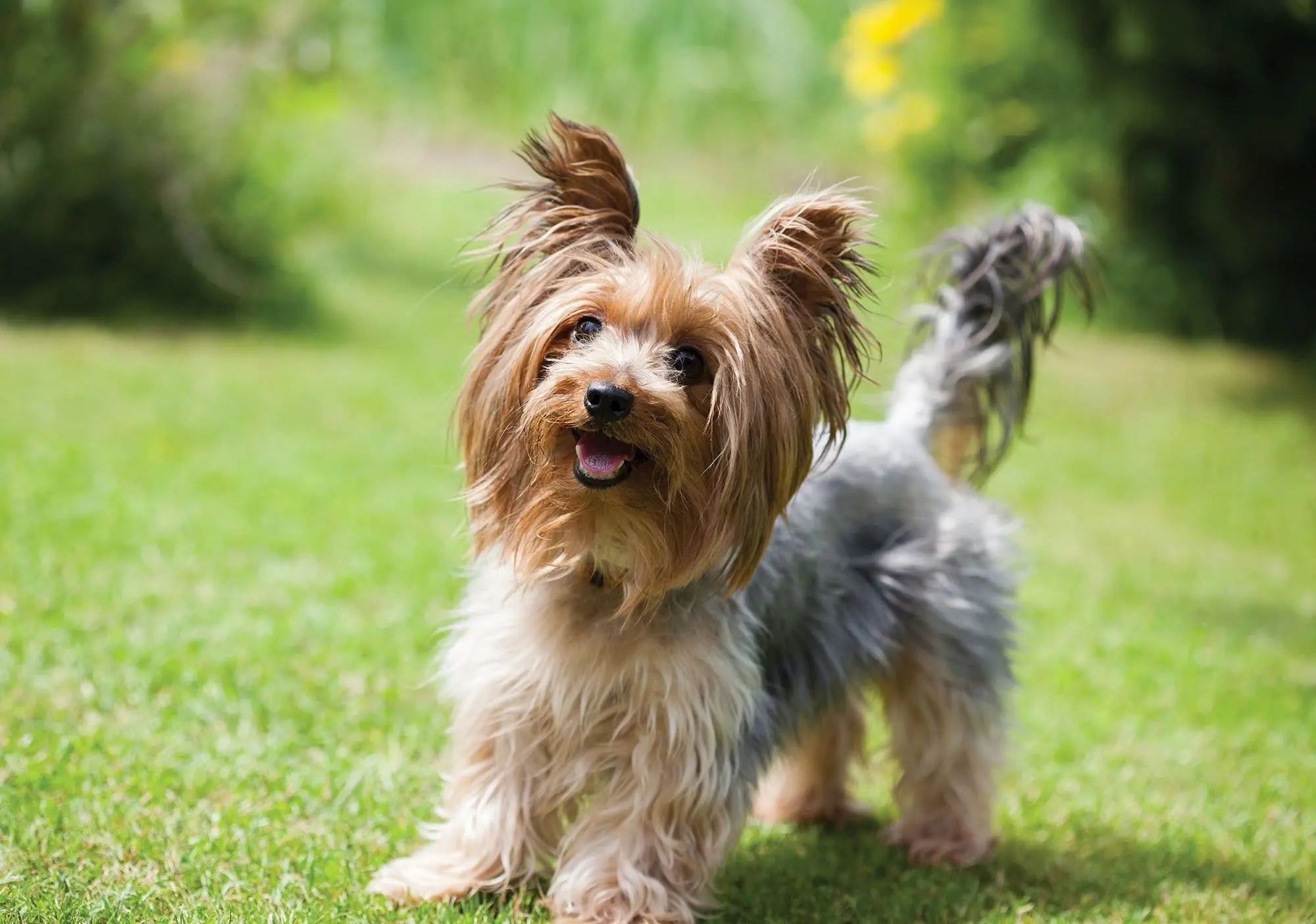 Billede 1 af Fototapet - Yorkshire terrier stående på grønt græs