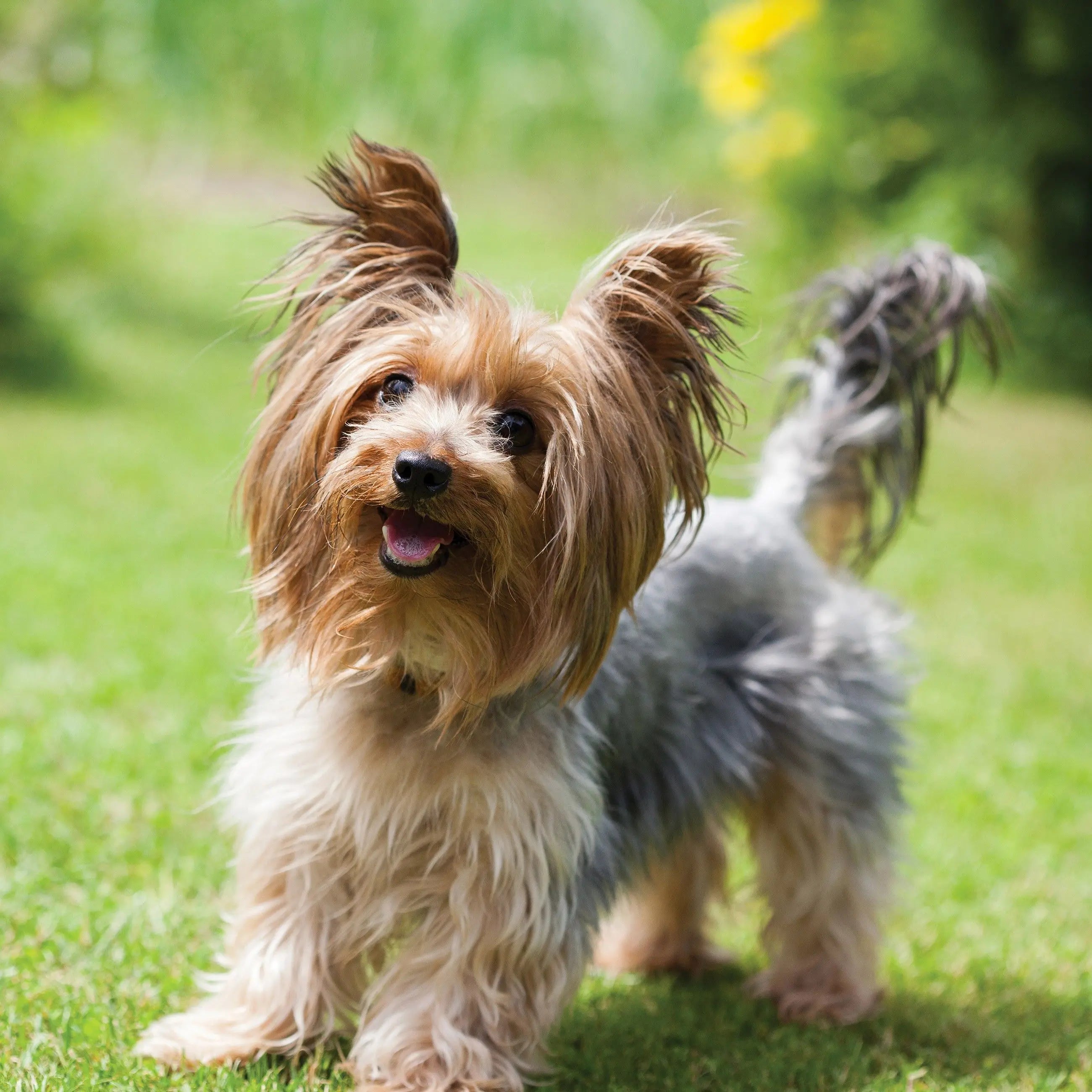 Billede 10 af Fototapet - Yorkshire terrier stående på grønt græs