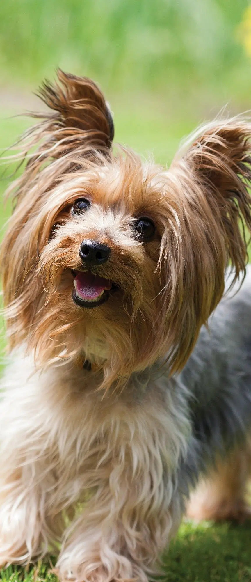 Billede 11 af Fototapet - Yorkshire terrier stående på grønt græs