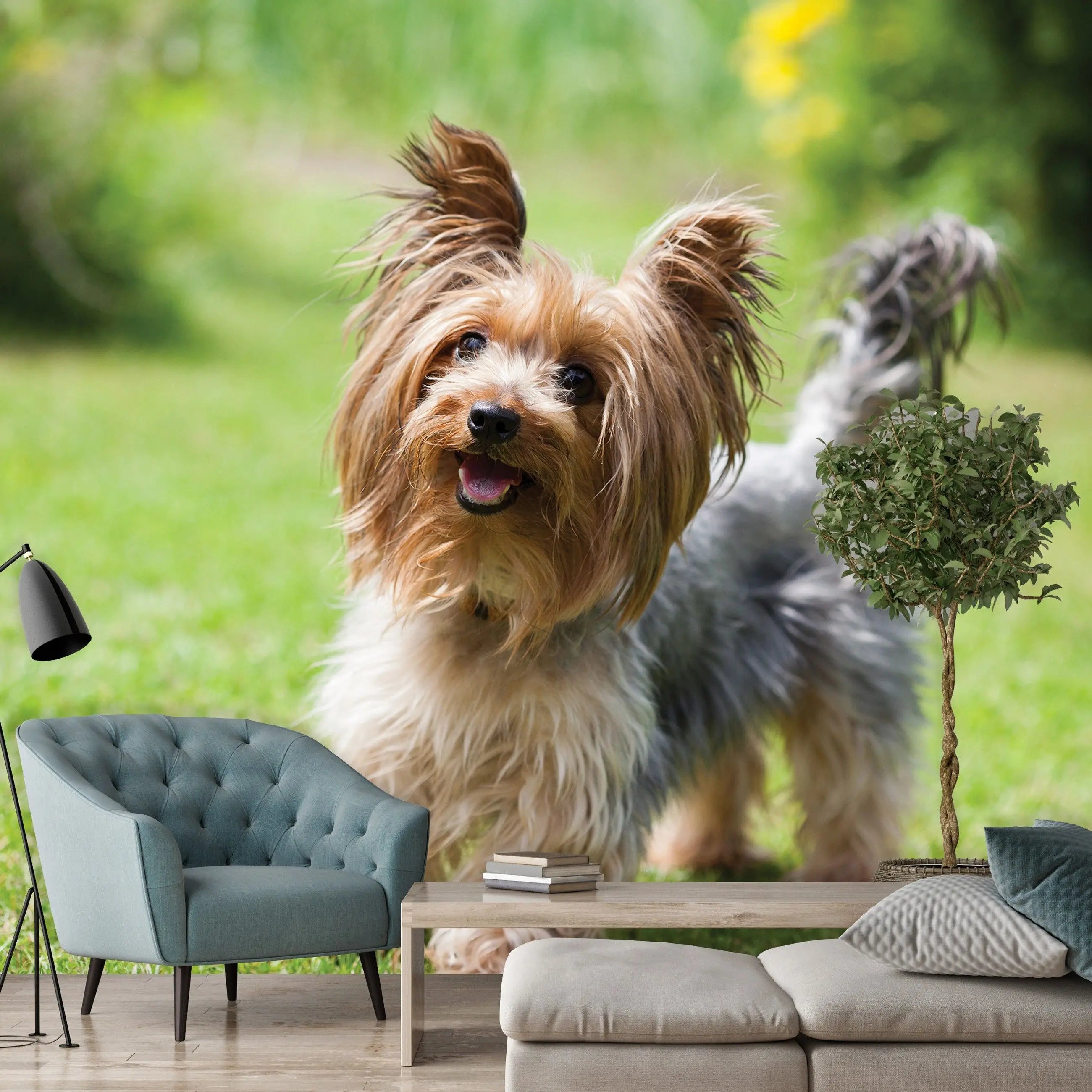 Billede 9 af Fototapet - Yorkshire terrier stående på grønt græs